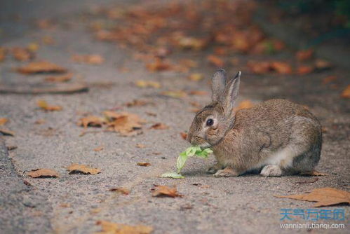 属羊多少岁2023，99年属兔多少岁