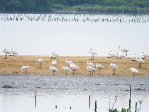 客从远方来原文_翻译及赏析