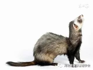 狗尾续貂造句，狗尾续貂是褒义词还是贬义词