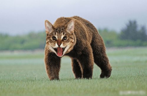 俄罗斯的大狗熊是什么意思?