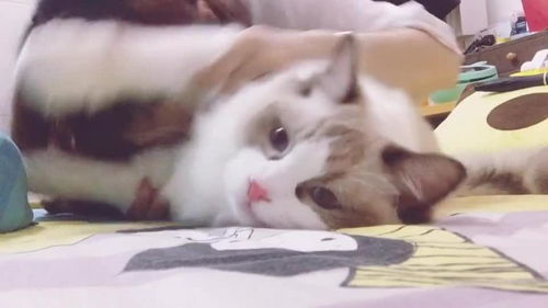 形容猫的词语?
