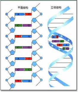 DNA分子结构