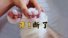 昆士兰大学留学条件