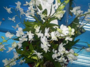 幽兰是什么意思