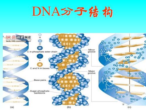 dna的结构和功能是什么