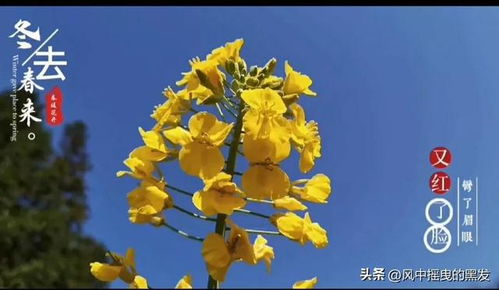 黼蔀黻纪 葳蕤蓬勃，黼蔀黻纪造句