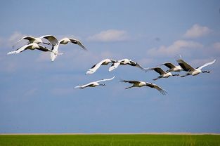 翩组词语词，翩组词语和部首