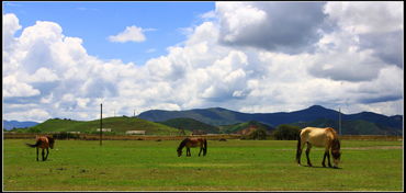 香格里拉到纳帕海依拉草原多远包车-骑车多少钱