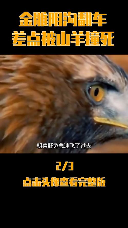 千里眼打一个生肖，千里眼啥意思