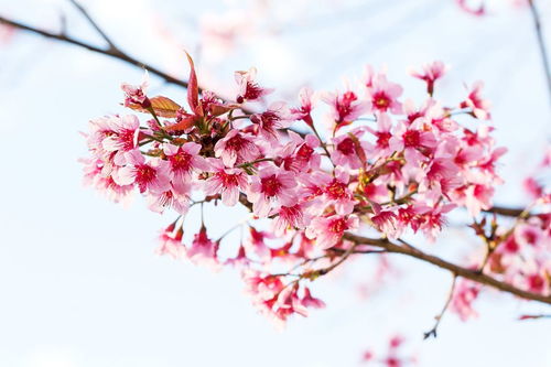怎么描写桃花