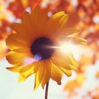 朝气蓬勃的近义词，朝气蓬勃的诗句