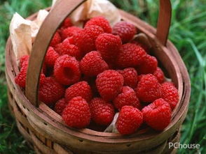 覆盆子是什么水果，覆盆子是什么的果实