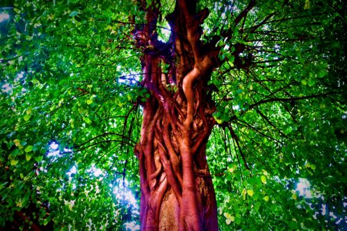 身是菩提树,心如明镜台，身是菩提树,明镜亦非台,本来无一物,何处惹尘埃