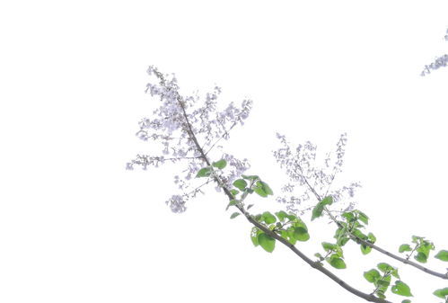 泡饭泡桐读音，泡桐树