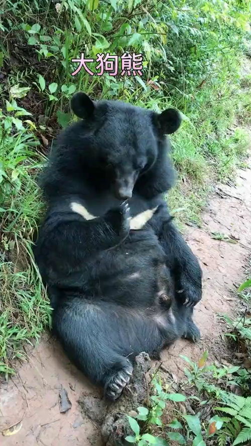 大狗熊图片，大狗熊夫妇