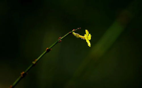 一场春雨的拼音怎么写，一场春雨拼音怎么读
