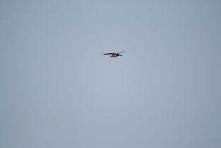 “凌空”是什么意思?