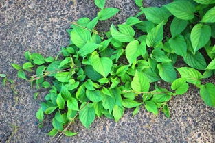 鸡屎藤糖水，鸡屎藤苍术的神奇功效与作用