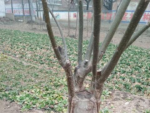 成活率计算公式，成活率是什么意思