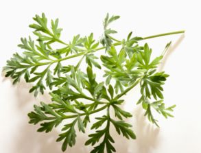 艾组词有哪些 艾字怎么组词