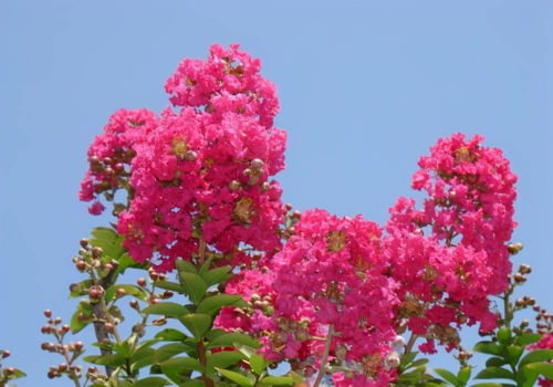 紫薇花原文_翻译及赏析