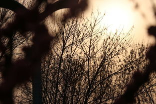 斑驳陆离的意思解释，斑驳陆离是褒义还是贬义