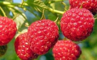 覆盆子又叫什么名称