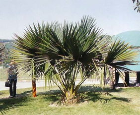 榈的拼音，榈的拼音怎么读