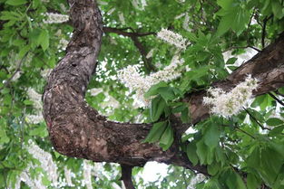 身是菩提树,心如明镜台。是何意思?出自哪?