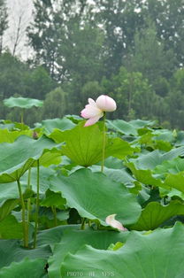 “雨荷”两字的解释是什么?