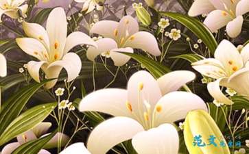 《心田上的百合花》有感