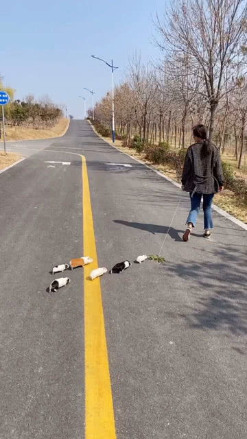 我没有狗,只能小心翼翼的牵着自己的多愁善感,溜一溜