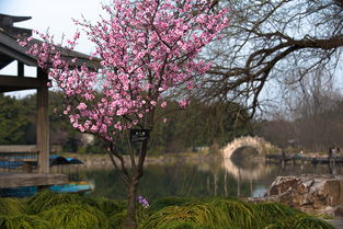 裹梅花的成语 裹梅花的成语是什么