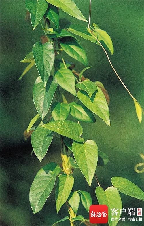 鸡屎藤一般种植在什么地区?可以食用吗?