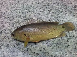 歇后语:离水的鱼儿的下一句是什么?是什么意思?