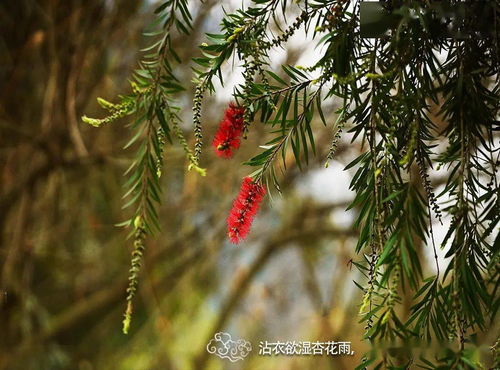 古木阴中系短篷杖藜扶我过桥东的，古木阴中系短篷杖藜扶我过桥东拼音