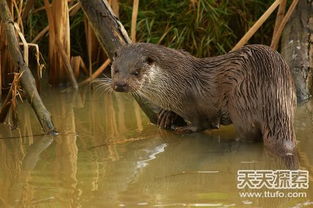 栖息读音 栖息怎么读