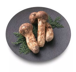 松茸是什么东西