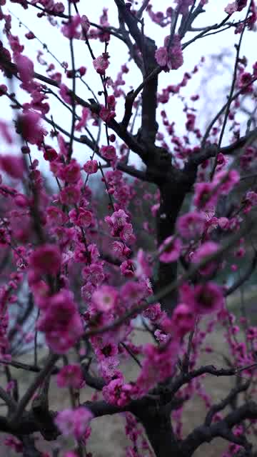 梅花季节开花的时间，梅花季节的诗句