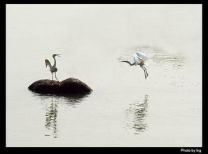 闲云孤鹤一般指什么人 闲云孤鹤的意思