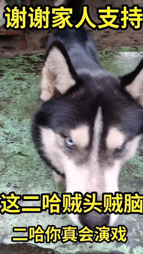 “贼头贼脑”当形容人时是什么意思?