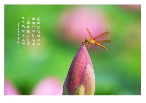 小荷才露尖尖角 什么季节的?