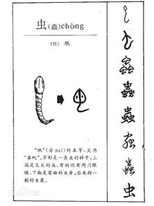 虫子的虫的读音怎么念