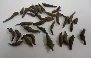 两头尖的别名，两头尖的虫子