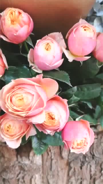 花的句子唯美短句(合集50句)