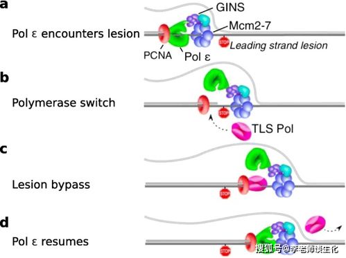 DNA的复制原料是什么?