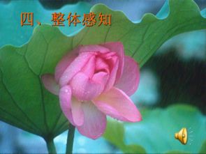 《荷叶母亲》中的母亲是怎样一个形象