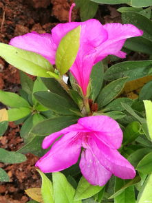 百花争艳造句一年级，百花争艳造句子二年级