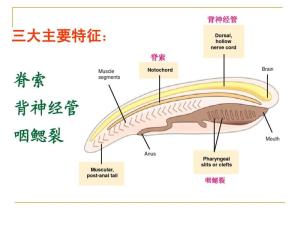 脊索的细胞来自，脊索演变成什么