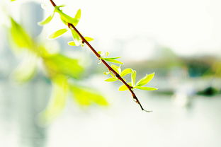 眼中的春天是什么样子，眼中的春天写一段话